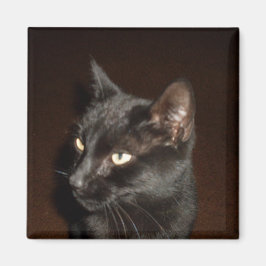 SCHWARZE CAT-Magnete Magnet