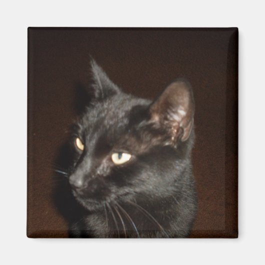 SCHWARZE CAT-Magnete Magnet (Vorne)