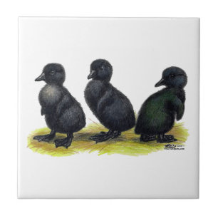 Schwarze Cayuga-Entenküken Fliese