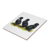 Schwarze Cayuga-Entenküken Fliese (Seite)