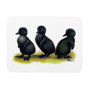 Schwarze Cayuga-Entenküken Magnet