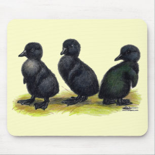 Schwarze Cayuga-Entenküken Mousepad