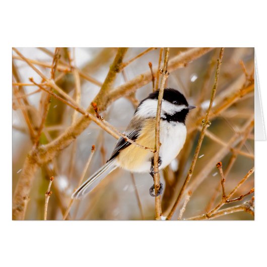 Schwarze Chickade - Original-Foto (Vorderseite (Horizontal))