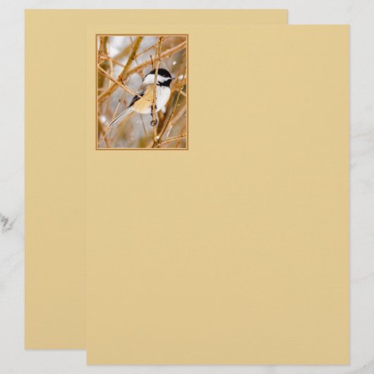 Schwarze Chickade - Original-Foto (Vorne/Hinten)