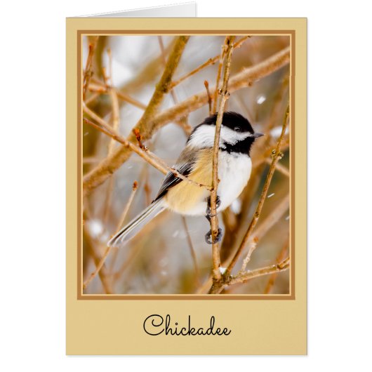 Schwarze Chickade - Original-Foto (Vorne)