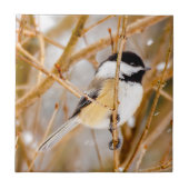 Schwarze Chickade - Original-Foto Fliese (Vorderseite)