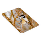 Schwarze Chickade - Original-Foto Magnet (Rechte Seite)