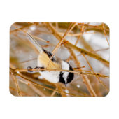 Schwarze Chickade - Original-Foto Magnet (Horizontal)