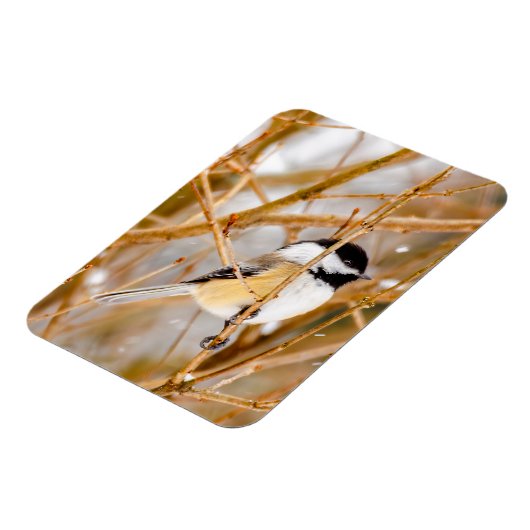 Schwarze Chickade - Original-Foto Magnet (Linke Seite)