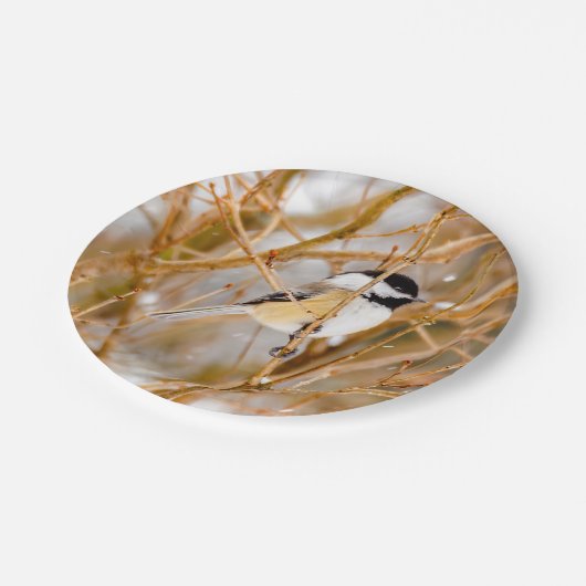 Schwarze Chickade - Original-Foto Pappteller (Schrägansicht)