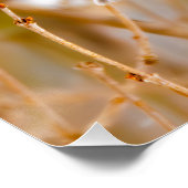 Schwarze Chickade - Original-Foto Poster (Ecke)