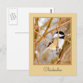 Schwarze Chickade - Original-Foto Postkarte (Vorne/Hinten)