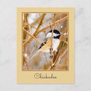 Schwarze Chickade - Original-Foto Postkarte