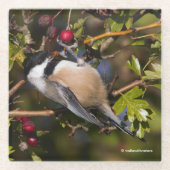 Schwarze Chickadee, die Herbstberries geniessen Glasuntersetzer (Vorderseite)