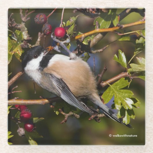 Schwarze Chickadee, die Herbstberries geniessen Glasuntersetzer (Vorderseite)
