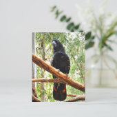 SCHWARZE COCKATOO QUEENSLAND AUSTRALIEN POSTKARTE (Stehend Vorderseite)