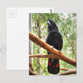 SCHWARZE COCKATOO QUEENSLAND AUSTRALIEN POSTKARTE (Vorne/Hinten)
