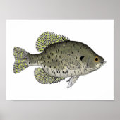 Schwarze Crappie Poster (Vorne)