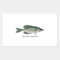 Schwarze Crappie