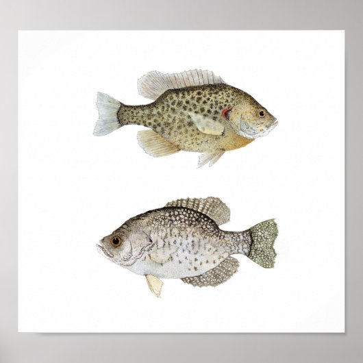 Schwarze Crappie & Relieber Sunfish Poster (Vorne)