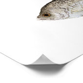 Schwarze Crappie & Relieber Sunfish Poster (Ecke)