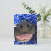 Schwarze Dose mit blauer Tinsel-Zunge Postkarte (Stehend Vorderseite)