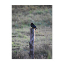 SCHWARZE DRONGO AUF POST LÄNDLICHE QUEENSLAND AUST