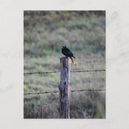 SCHWARZE DRONGO AUF POST LÄNDLICHE QUEENSLAND AUST POSTKARTE