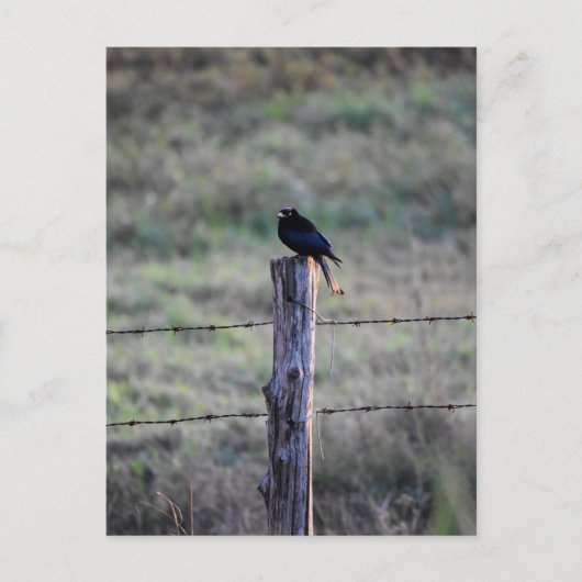 SCHWARZE DRONGO AUF POST LÄNDLICHE QUEENSLAND AUST POSTKARTE (Vorderseite)