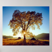 Schwarze Eichen | Cleveland National Forest, CA Poster (Vorne)