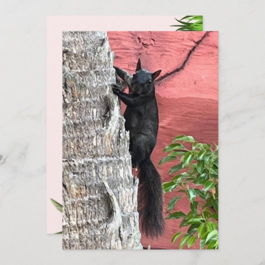 Schwarze Eichhörnchen-Flachkarte (Vorne/Hinten)
