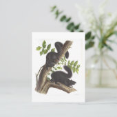 Schwarze Eichhörnchen Postkarte (Stehend Vorderseite)