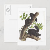 Schwarze Eichhörnchen Postkarte (Vorne/Hinten)