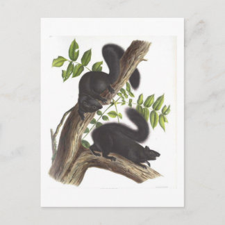 Schwarze Eichhörnchen Postkarte