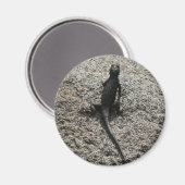 Schwarze Eidechse Magnet (Vorderseite/Rückseite)