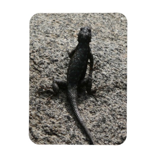 Schwarze Eidechse Magnet (Vertikal)