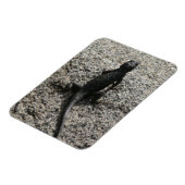 Schwarze Eidechse Magnet (Linke Seite)