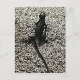 Schwarze Eidechse Postkarte