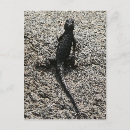 Schwarze Eidechse Postkarte (Vorderseite)