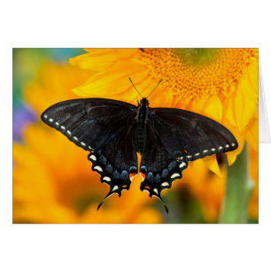 Schwarze Form des Östlichen Tigers