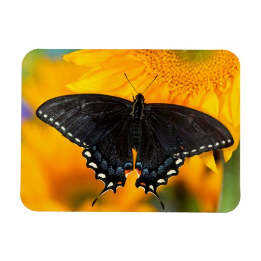 Schwarze Form des Östlichen Tigers Magnet (Horizontal)