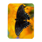 Schwarze Form des Östlichen Tigers Magnet (Vertikal)