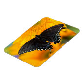 Schwarze Form des Östlichen Tigers Magnet (Linke Seite)