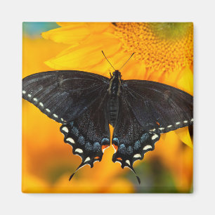 Schwarze Form des Östlichen Tigers Magnet