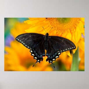 Schwarze Form des Östlichen Tigers Poster
