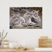 Schwarze Gepunktete Leoparden Poster (Küche)