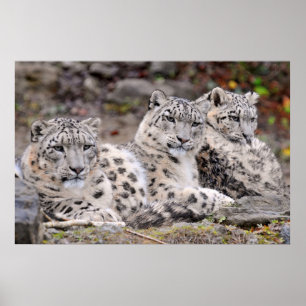 Schwarze Gepunktete Leoparden Poster