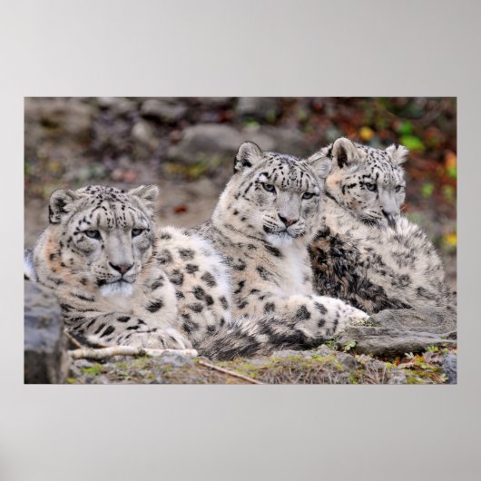 Schwarze Gepunktete Leoparden Poster (Vorne)