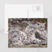 Schwarze Gepunktete Leoparden Postkarte (Vorne/Hinten)