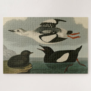 Schwarze Gillemot aus Audubons Vögeln Amerikas Puzzle